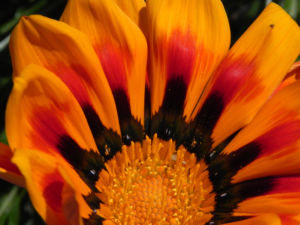 Gazanie Mittagsgold Bluete orange Gazania rigens 05
