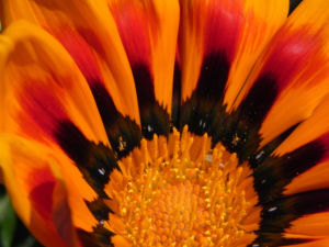 Gazanie Mittagsgold Bluete orange Gazania rigens 06