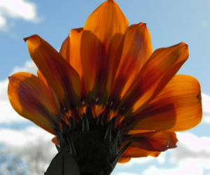 Gazanie Mittagsgold Bluete orange Gazania rigens 11