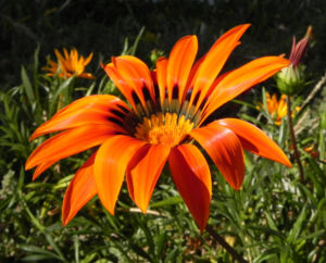 Gazanie Mittagsgold Bluete orange Gazania rigens 12