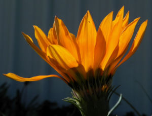 Gazanie Mittagsgold Bluete orange Gazania rigens 15