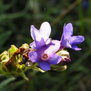 Gebraeuchliche Ochsenzunge Bluete blau Anchusa officinalis 02