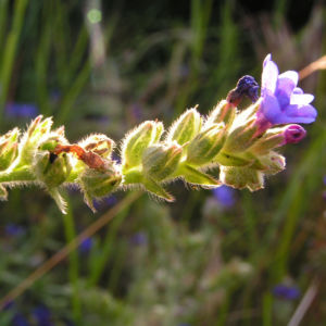 Gebraeuchliche Ochsenzunge Bluete blau Anchusa officinalis 03