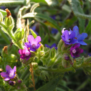 Gebraeuchliche Ochsenzunge Bluete blau Anchusa officinalis 04