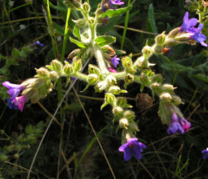 Gebraeuchliche Ochsenzunge Bluete blau Anchusa officinalis 06