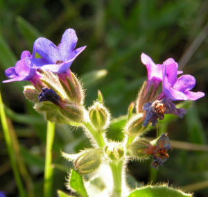 Gebraeuchliche Ochsenzunge Bluete blau Anchusa officinalis 07