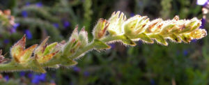 Gebraeuchliche Ochsenzunge Bluete blau Anchusa officinalis 09