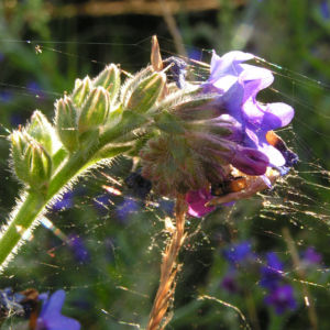 Gebraeuchliche Ochsenzunge Bluete blau Anchusa officinalis 10