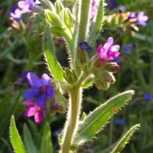 Gebraeuchliche Ochsenzunge Bluete blau Anchusa officinalis 11