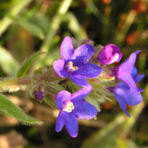 Gebraeuchliche Ochsenzunge Bluete blau Anchusa officinalis 13