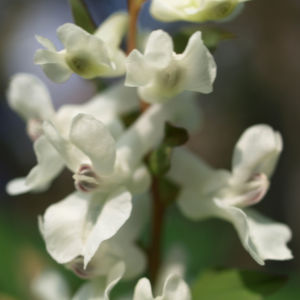 Gefingerter Lerchensporn Bluete weiss Corydalis solida 08