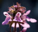 Zurück zum kompletten Bilderset Gefleckte Taubnessel Blüte rosa Lamium maculatum