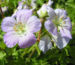 Zurück zum kompletten Bilderset Gefleckter Storchschnabel Blüte hellblau Geranium maculatum
