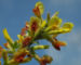 Zurück zum kompletten Bilderset Geißklee Blüte gelb orange Cytisus leiocarpus