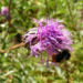 Zurück zum kompletten Bilderset Gekrönte Scharte Blüte lila - Serratula coronata