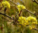 Zurück zum kompletten Bilderset Gelbe Resede Blüte gelb Reseda lutea