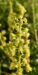 Zurück zum kompletten Bilderset Gelbe Resede Blüte gelblich Reseda lutea