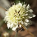 Zurück zum kompletten Bilderset Gelbe Skabiose Blüte hellgelb Scabiosa ochroleuca