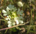Zurück zum kompletten Bilderset Gelbe Skabiose Blüte hellgelb Scabiosa ochroleuca