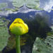 Zurück zum kompletten Bilderset Gelbe Teichrose Blüte gelb Nuphar lutea