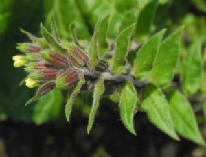 Gelbes Moenchskraut Bluete gelb Nonea lutea 08