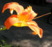 Zurück zum kompletten Bilderset Gelbrote Taglilie Blüte orange Hemerocallis fulva