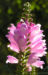 Zurück zum kompletten Bilderset Gelenkblume Blüte hellrosa - Physostegia virginiana