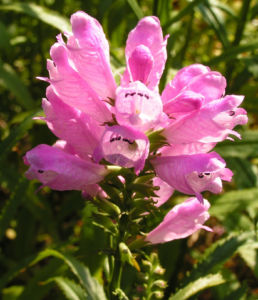 Gelenkblume Bluete hellrosa Physostegia Virginiana 02