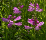 Bild:  Gelenkblume Blüte pink  Blatt grün Physostegia virginiana