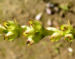 Zurück zum kompletten Bilderset Gelenkblume Blüte weiß rose - Physostegia virginiana