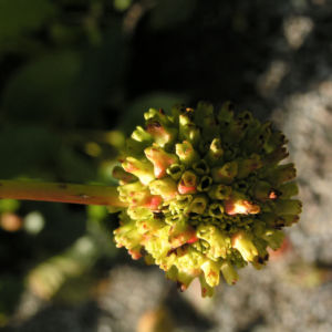 Gemeine Kopfblume Frucht Cephalanthus occidentalis 02