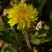 Zurück zum kompletten Bilderset Gemeine Kuhblume Blüte gelb Taraxacum officinale