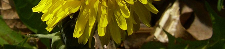 Anklicken um das ganze Bild zu sehen  Gemeine Kuhblume Blüte gelb Taraxacum officinale