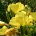 Zurück zum kompletten Bilderset Gemeine Nachtkerze Blüte gelb Oenothera biennis