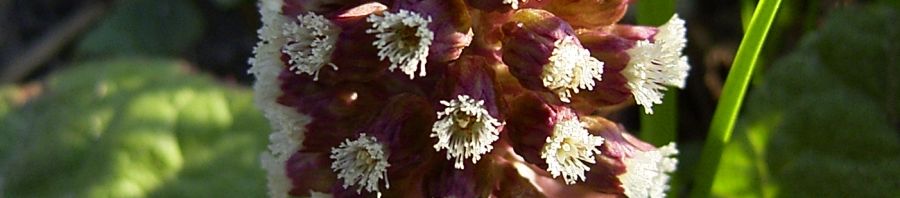 Anklicken um das ganze Bild zu sehen  Gewöhnliche Pestwurz Blüte weiß Petasites hybridus