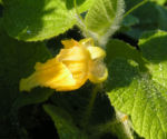 Gemeine Quetschblume Bluete gelb Thladiantha dubia 01