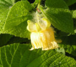 Gemeine Quetschblume Bluete gelb Thladiantha dubia 02