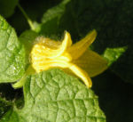 Gemeine Quetschblume Bluete gelb Thladiantha dubia 03