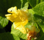 Gemeine Quetschblume Bluete gelb Thladiantha dubia 05