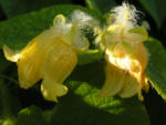 Gemeine Quetschblume Bluete gelb Thladiantha dubia 06