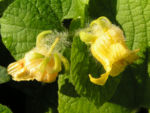 Gemeine Quetschblume Bluete gelb Thladiantha dubia 07