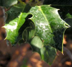 Gemeine Stechpalme Baum Frucht rot Ilex aquifolium 01