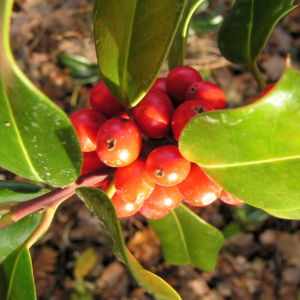 Gemeine Stechpalme Baum Frucht rot Ilex aquifolium 02