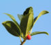 Zurück zum kompletten Bilderset Gemeine Stechpalme Baum Frucht rot Ilex aquifolium