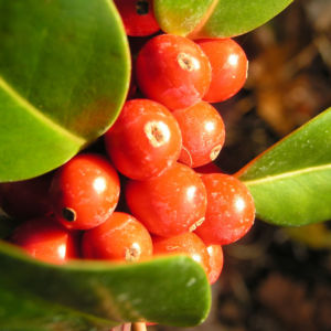 Gemeine Stechpalme Baum Frucht rot Ilex aquifolium 04