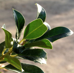 Gemeine Stechpalme Baum Frucht rot Ilex aquifolium 05