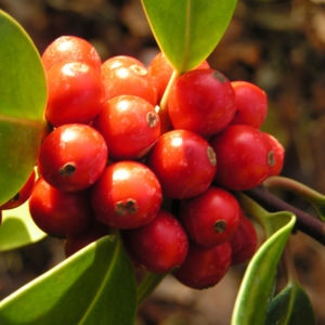 Gemeine Stechpalme Baum Frucht rot Ilex aquifolium 06