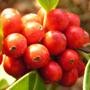 Gemeine Stechpalme Baum Frucht rot Ilex aquifolium 08