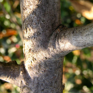 Gemeine Stechpalme Baum Frucht rot Ilex aquifolium 09
