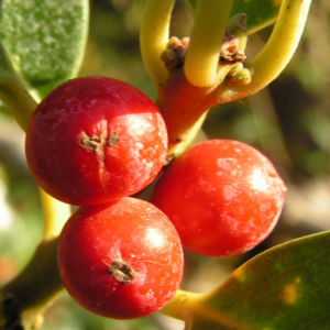 Gemeine Stechpalme Baum Frucht rot Ilex aquifolium 10